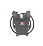 Raven the French Bulldog Animated（個別スタンプ：10）