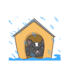 Raven the French Bulldog Animated（個別スタンプ：20）