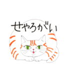 うちの茶トラくん（個別スタンプ：1）