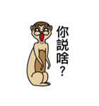 Funny Meerkat（個別スタンプ：22）