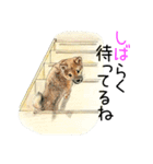 柴犬のここが好き9（個別スタンプ：20）