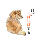 柴犬のここが好き9（個別スタンプ：27）