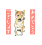 柴犬のここが好き9（個別スタンプ：40）