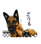 ジャーマンシェパード警察犬 第3弾（個別スタンプ：11）
