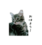 子猫【メインクーン】（個別スタンプ：2）