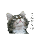 子猫【メインクーン】（個別スタンプ：3）