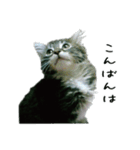 子猫【メインクーン】（個別スタンプ：4）