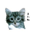 子猫【メインクーン】（個別スタンプ：7）