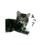 子猫【メインクーン】（個別スタンプ：8）