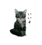 子猫【メインクーン】（個別スタンプ：12）