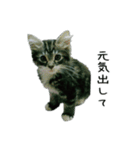 子猫【メインクーン】（個別スタンプ：13）