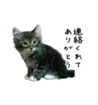 子猫【メインクーン】（個別スタンプ：15）