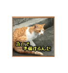 ねこぷらす妹（個別スタンプ：2）