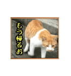 ねこぷらす妹（個別スタンプ：4）