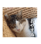 街猫ダンちゃんの独白2（個別スタンプ：9）