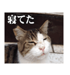 街猫ダンちゃんの独白2（個別スタンプ：10）