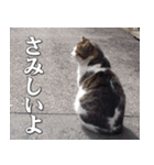 街猫ダンちゃんの独白2（個別スタンプ：11）