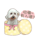 Cream Poodle - Niou Niou（個別スタンプ：1）