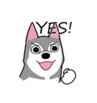 HahahaHusky（個別スタンプ：3）