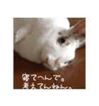 Gripe of the rabbit.（個別スタンプ：1）