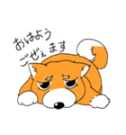 ジト柴 ～ジト目な柴犬～（個別スタンプ：1）