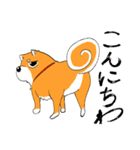 ジト柴 ～ジト目な柴犬～（個別スタンプ：2）