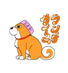 ジト柴 ～ジト目な柴犬～（個別スタンプ：4）
