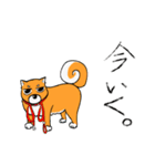 ジト柴 ～ジト目な柴犬～（個別スタンプ：8）