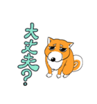 ジト柴 ～ジト目な柴犬～（個別スタンプ：11）