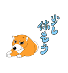 ジト柴 ～ジト目な柴犬～（個別スタンプ：12）
