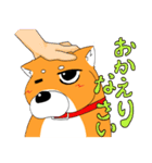 ジト柴 ～ジト目な柴犬～（個別スタンプ：17）