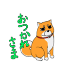 ジト柴 ～ジト目な柴犬～（個別スタンプ：24）