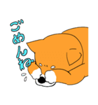 ジト柴 ～ジト目な柴犬～（個別スタンプ：34）