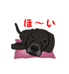 動く！黒ラブ（個別スタンプ：3）