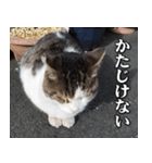 街猫ダンちゃんの独白3（個別スタンプ：7）