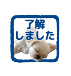 癒し犬の了解スタンプ（個別スタンプ：1）