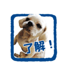 癒し犬の了解スタンプ（個別スタンプ：2）