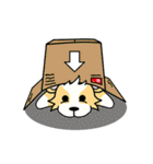 CORGi Cuteness（個別スタンプ：25）