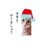 クリスマス猫 01（個別スタンプ：2）