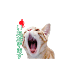 クリスマス猫 01（個別スタンプ：7）