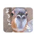 ほっこり自然と動物（個別スタンプ：10）