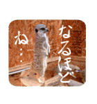 ほっこり自然と動物（個別スタンプ：21）