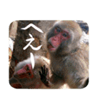 ほっこり自然と動物（個別スタンプ：22）