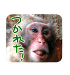 ほっこり自然と動物（個別スタンプ：37）