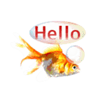 Kingyo01_(Goldfish)＿金魚01（個別スタンプ：4）