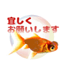 Kingyo01_(Goldfish)＿金魚01（個別スタンプ：6）