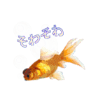 Kingyo01_(Goldfish)＿金魚01（個別スタンプ：7）