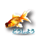 Kingyo01_(Goldfish)＿金魚01（個別スタンプ：8）