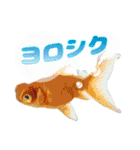 Kingyo01_(Goldfish)＿金魚01（個別スタンプ：15）