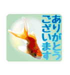 Kingyo01_(Goldfish)＿金魚01（個別スタンプ：16）